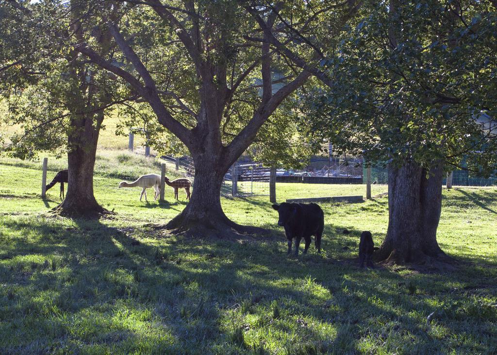 Jacaranda Creek Farmstay & B&B Sunshine Coast Zewnętrze zdjęcie