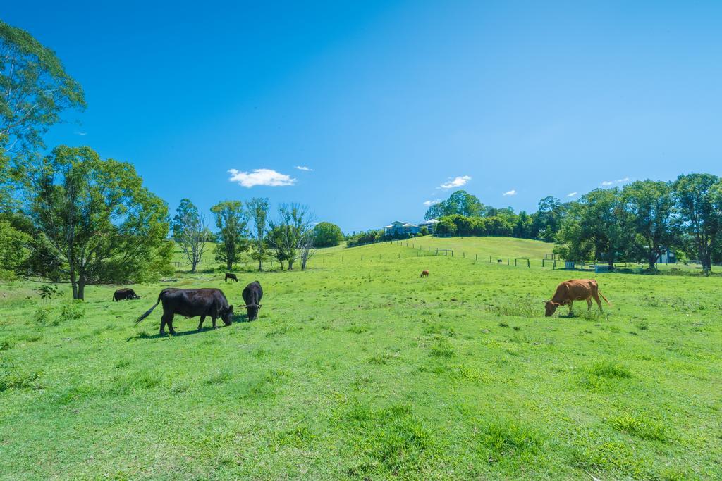 Jacaranda Creek Farmstay & B&B Sunshine Coast Zewnętrze zdjęcie