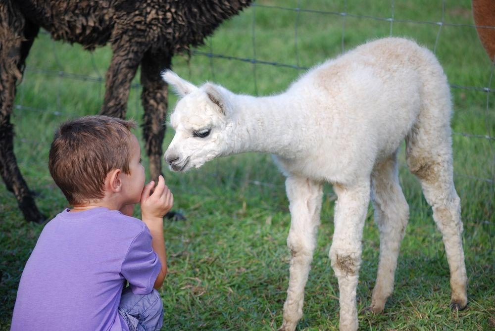 Jacaranda Creek Farmstay & B&B Sunshine Coast Zewnętrze zdjęcie