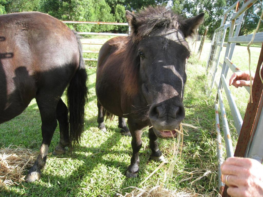 Jacaranda Creek Farmstay & B&B Sunshine Coast Zewnętrze zdjęcie